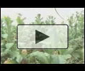 動画を見る